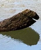 Ce gros bout de bois est CLAIREMENT le monstre du Loch Ness. 