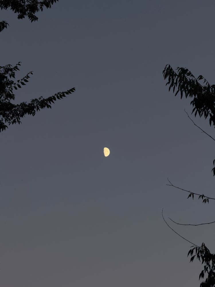 da moon