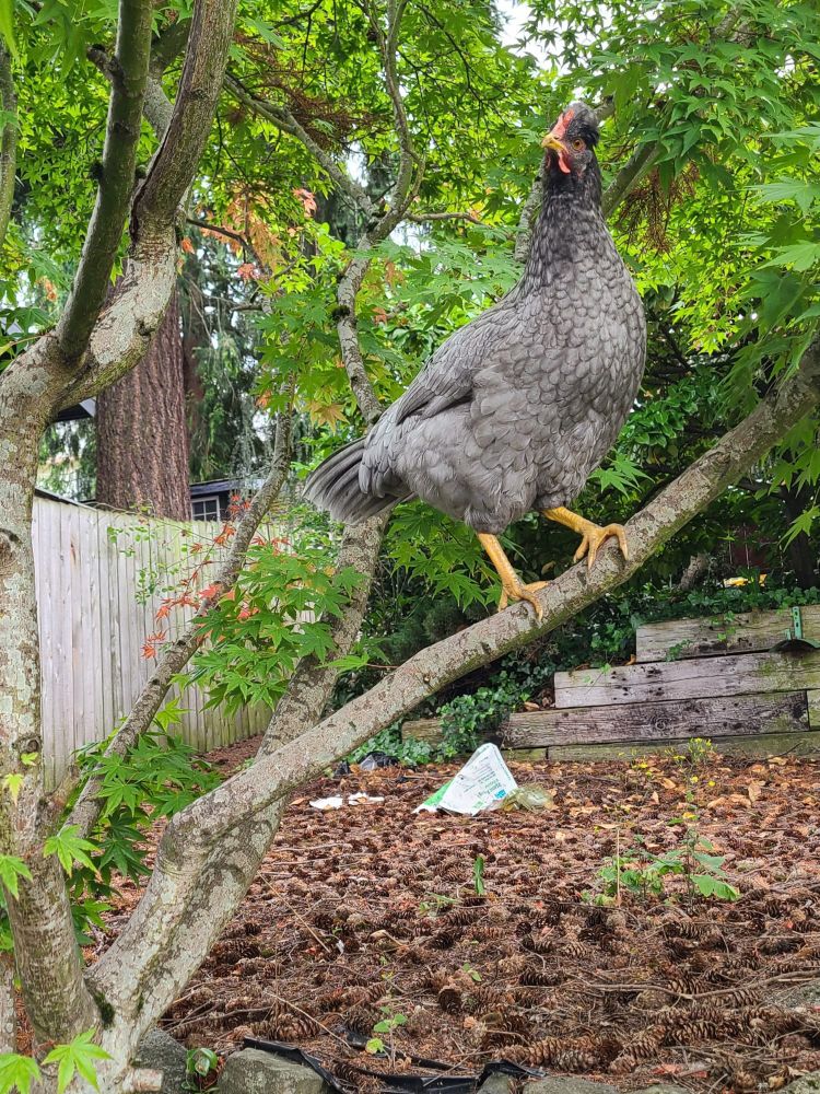 A gray chicken (her name is Alex) standing on the branch of a small tree