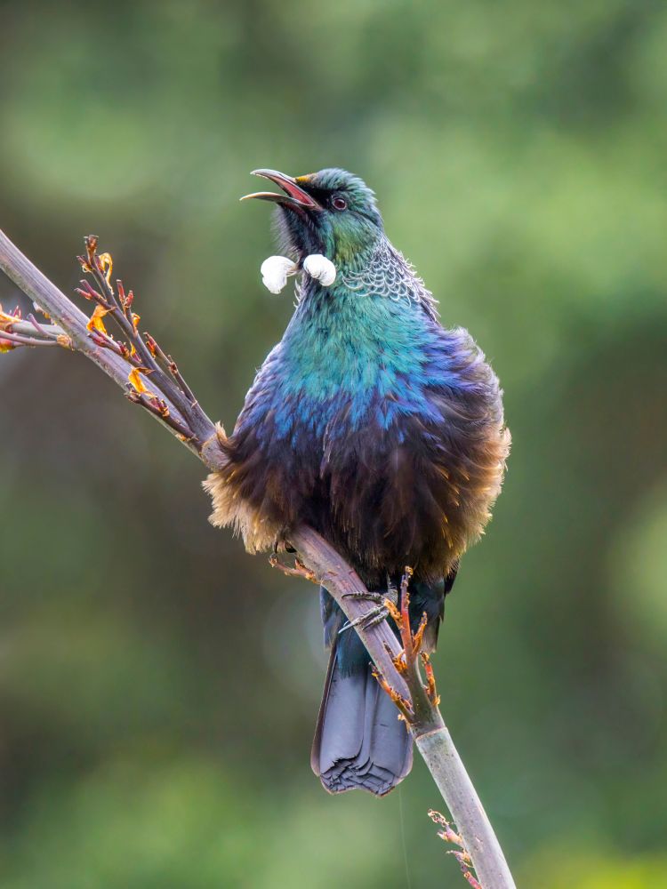 Front view of the tūī, a bird native to New Zealand and renowned for its unique array of calls, perched on a flowering flax branch