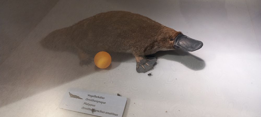 A taxidermied Platypus with an orange ping-pong ball beside it