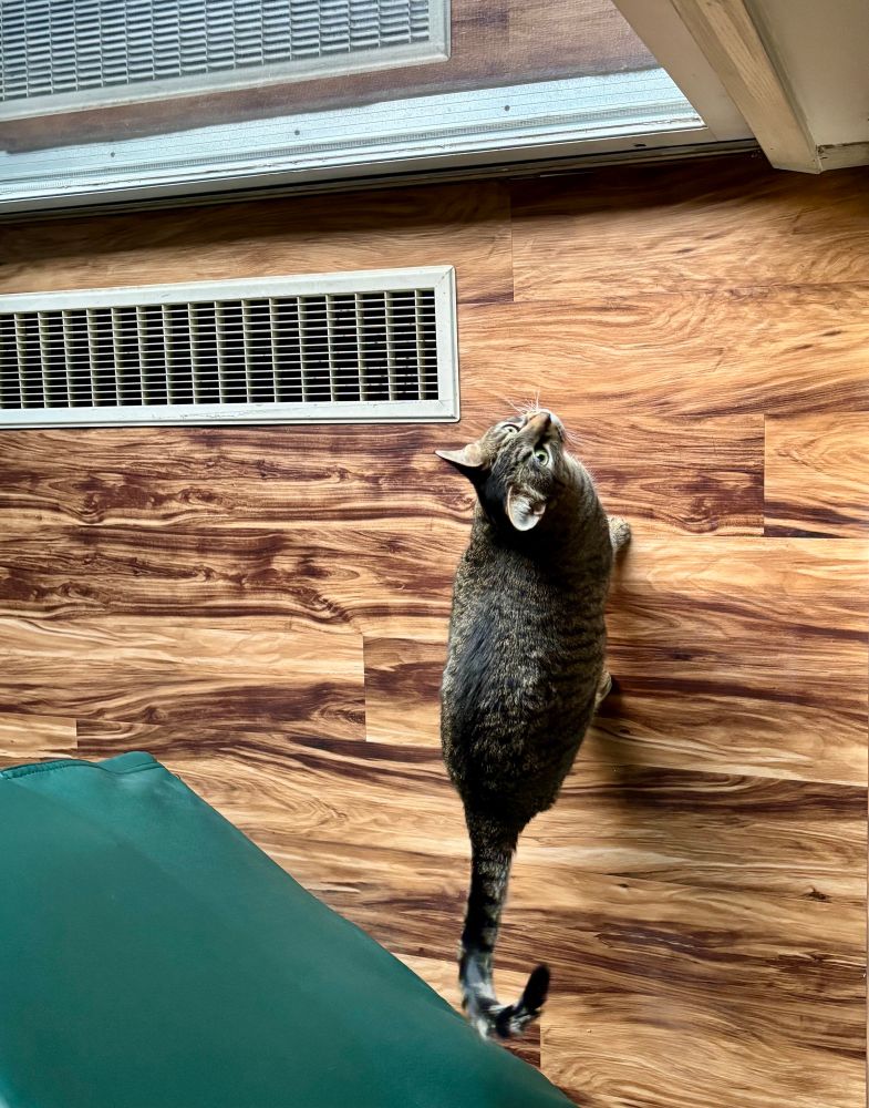 A brownish and black tabby cat with a white chin is on a fake wood vinyl floor in her green chair and a balcony door really much so much wanting outside even if it is cold and she would only stay there a minute or so… we let her out