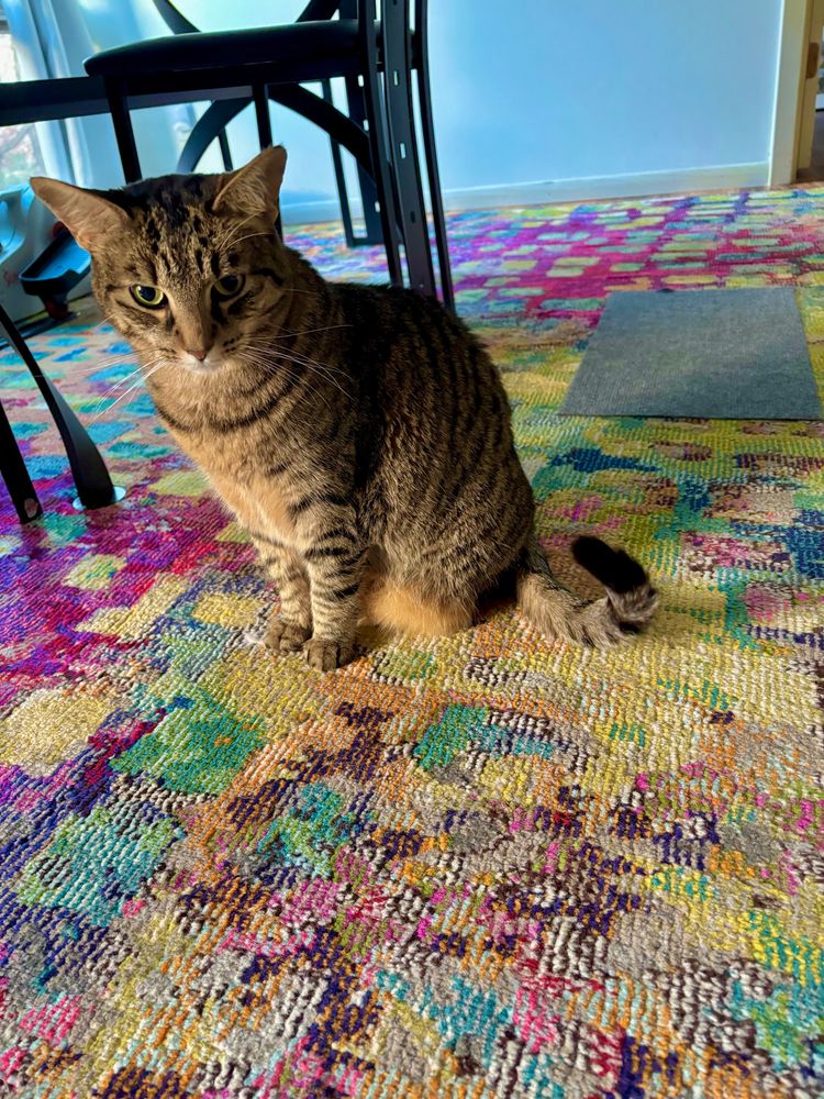 A brownish and black tabby cat sitting on a colorful rug in front of a table with a scratch pad behind her, about 2 feet from the camera