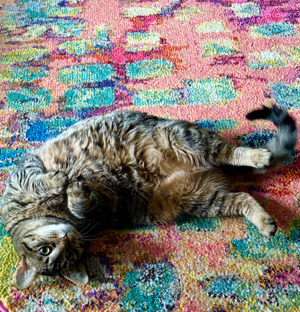 A brownish and black tabby cat with a white chin, Obi-Wan Katnobi, lies on her back on a colorful rug with her belly up.
