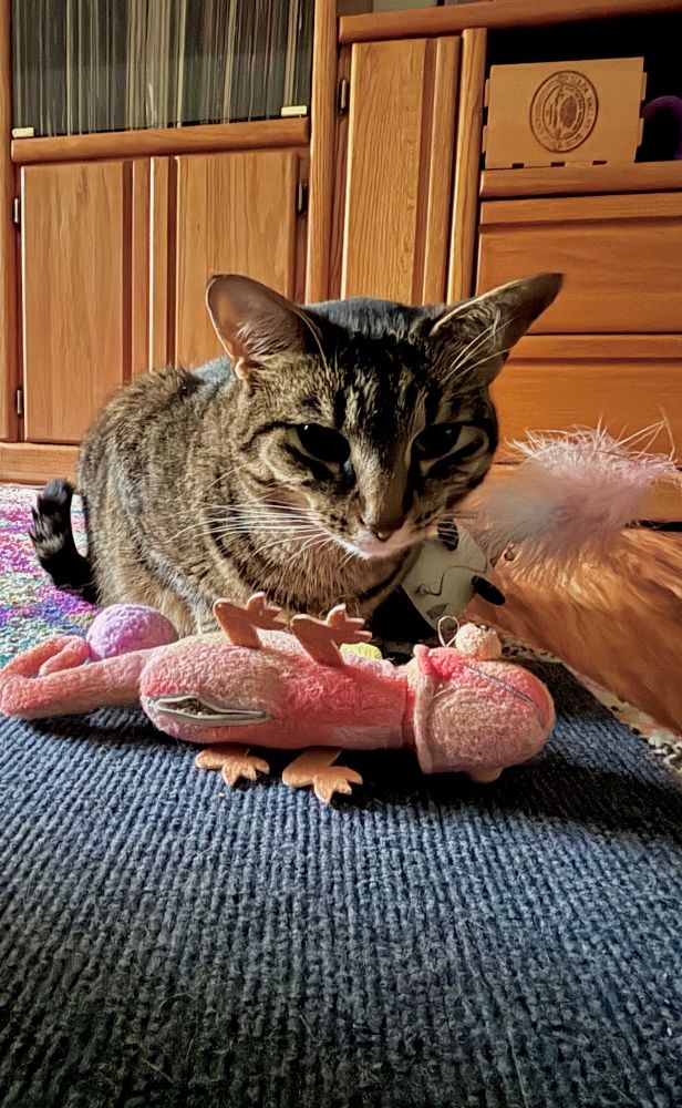 A brownish and black tabby cat with a white chin sitting near a lot of her toys