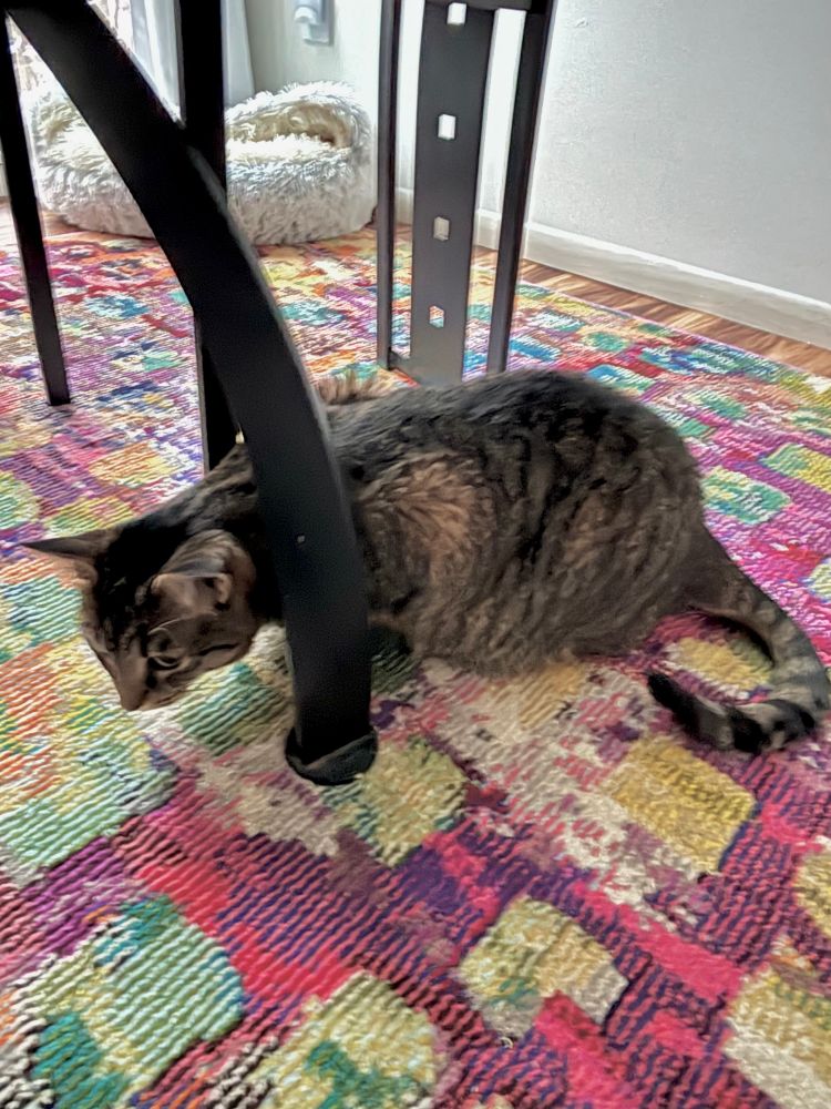 Brownish and black tabby cat with a white chin somewhat loafing on the colorful rug underneath the dining table with her head between the dining table legs
