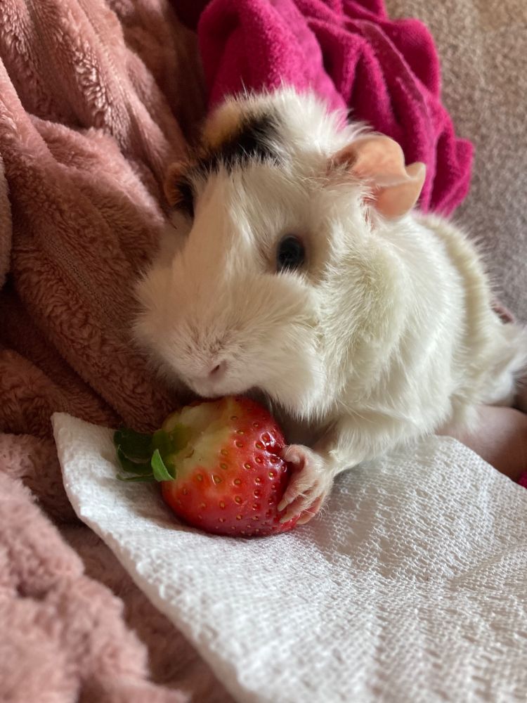 white guinea pig gripping a strawberry with her little hand 