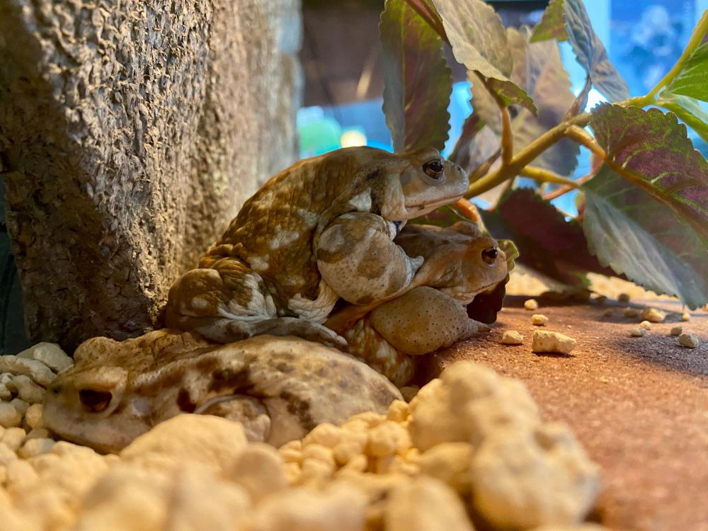 我が家のカエルたち