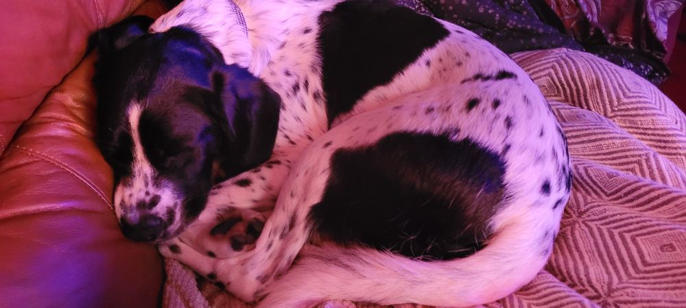 A picture of a black and white spotted dog sleeping 