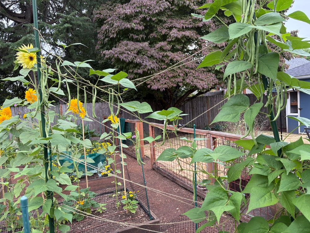 Green beans growing on string 