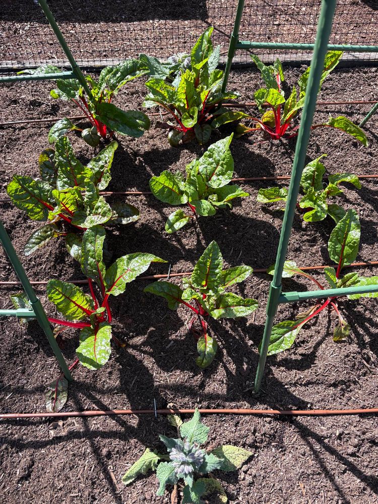 Young Swiss chard plants in a raised bed.