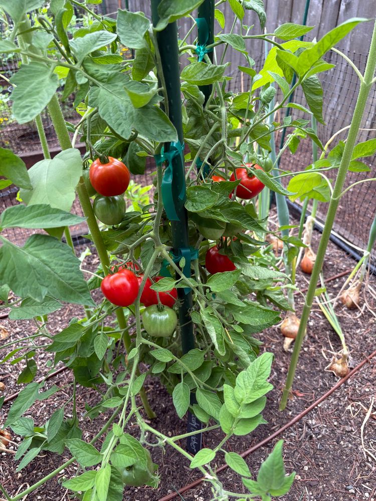 Ripening tomatoes in the vine 
