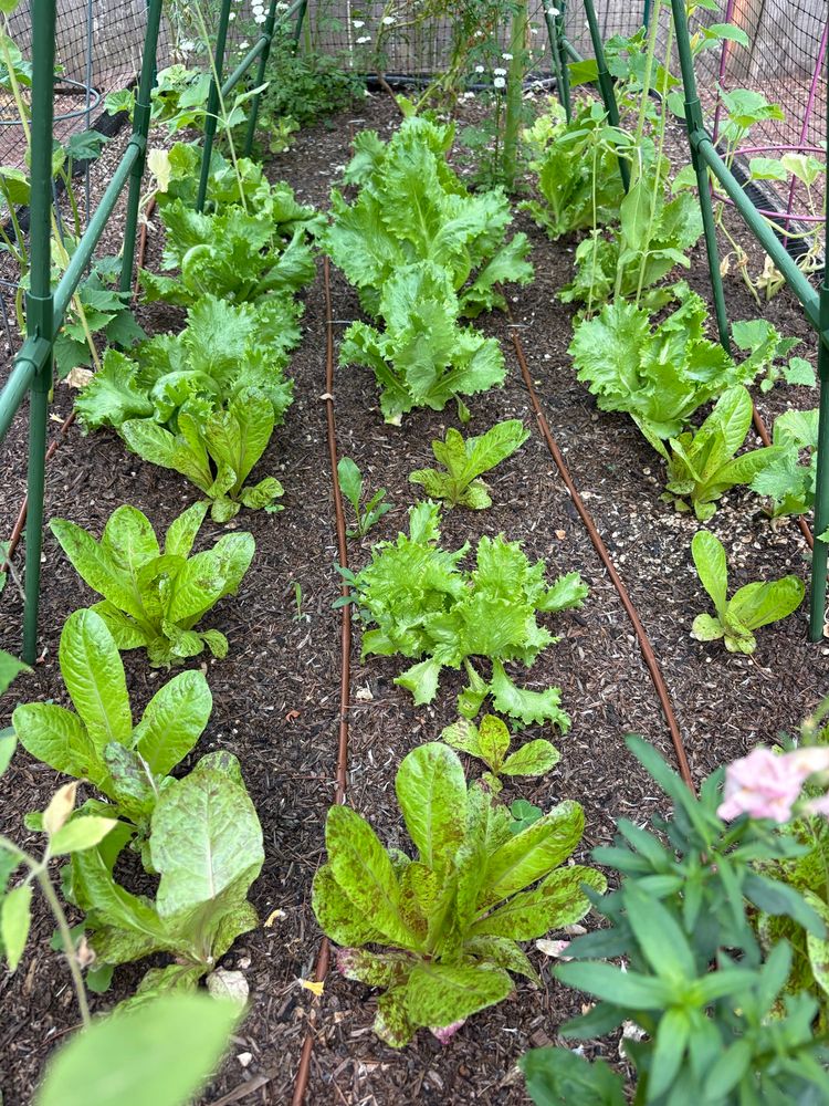 Lettuces growing in a garden bed.
