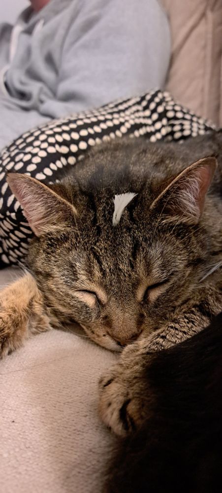 A brown tabby cat is sleeping soundly. She has a tiny white feather sticking out of the fur on her forehead.