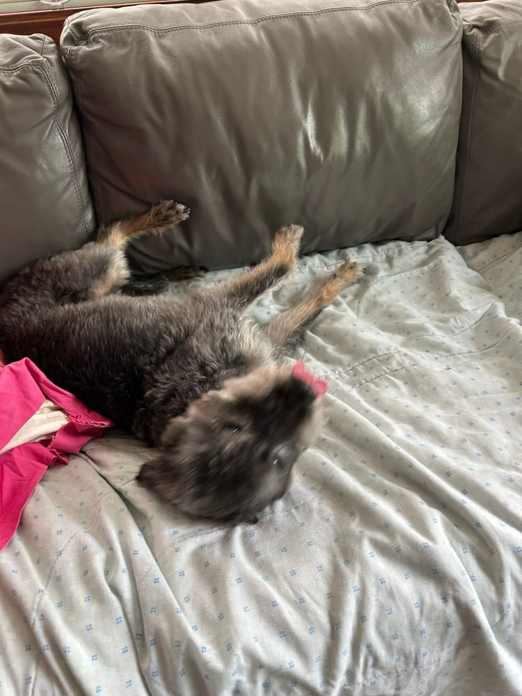 Ralphie (dog) rolling around on the couch while doing a little mlem. 