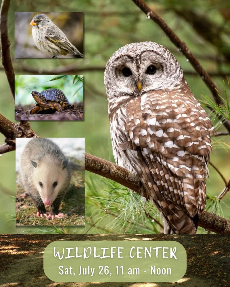 Photo of an owl. Photo of a bird. Photo of a turtle.Photo of an opossum. Text that reads: Wildlife Center. Sat, July 26, 11 am - Noon.