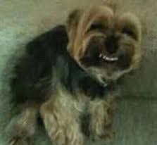 Little weird dog bearing teeth