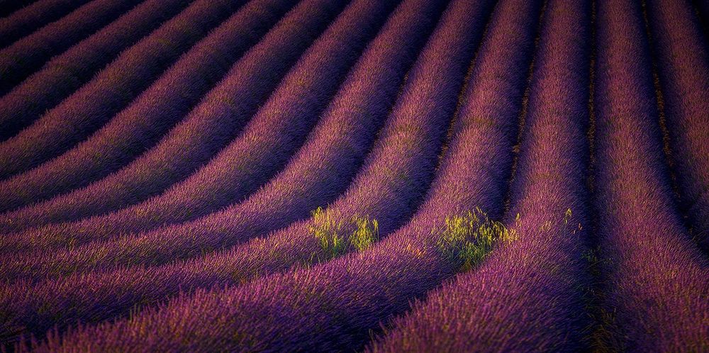 Lavender fields lines curving along the hills, with some plants growing in the middle of it, captured as an intimate image. 
Tones are red/purple (lavender) and yellow/green (plants).  
A reminder that no matter how much we try to control & organize, nature will always bring a bit of its own disorder… 
That’s often where beauty can be found imo.