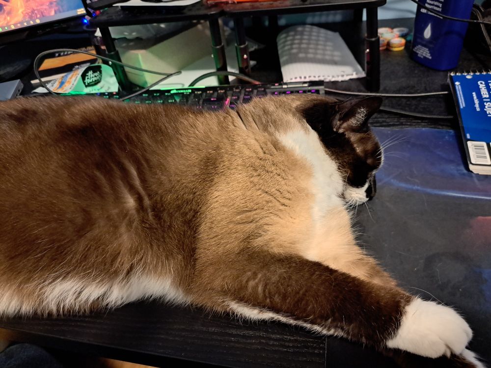 Fat cat laid out in front of my keyboard.