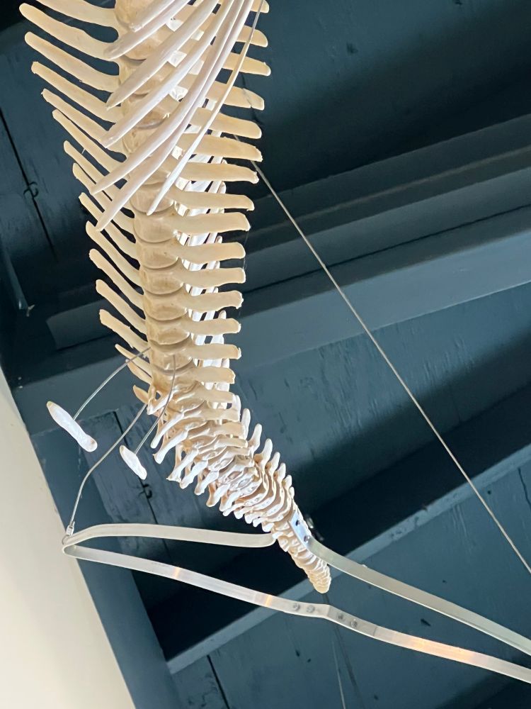 Whale skeleton with vestigial legs. 