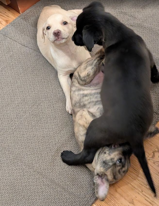 Three puppies playing with each other.