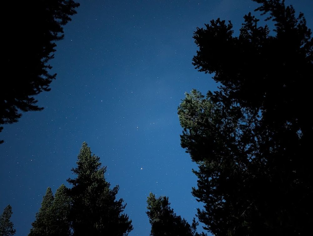 Photo of the night sky with many stars, surrounded by the tops of pine trees.