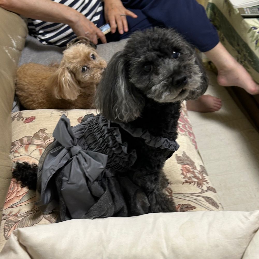 チャコールグレーのドレスを着て、座りながらこちらを振り返っている黒トイプー。
後ろには香箱座りでこちらを横目で見ている茶トイプーもいる