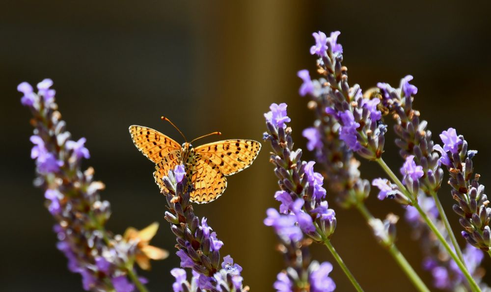 Papillon en contre-jour sur des lavandes.