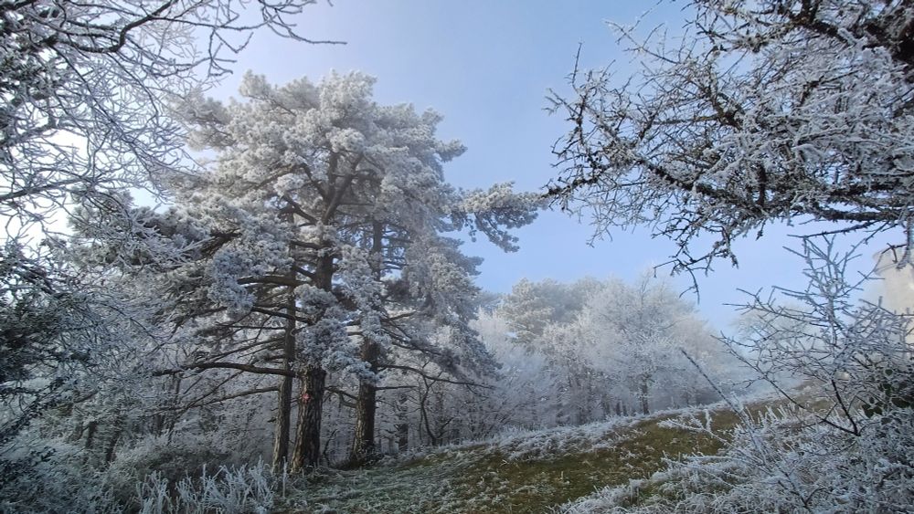 Arbres couverts de givre,un matin d'hiver. 