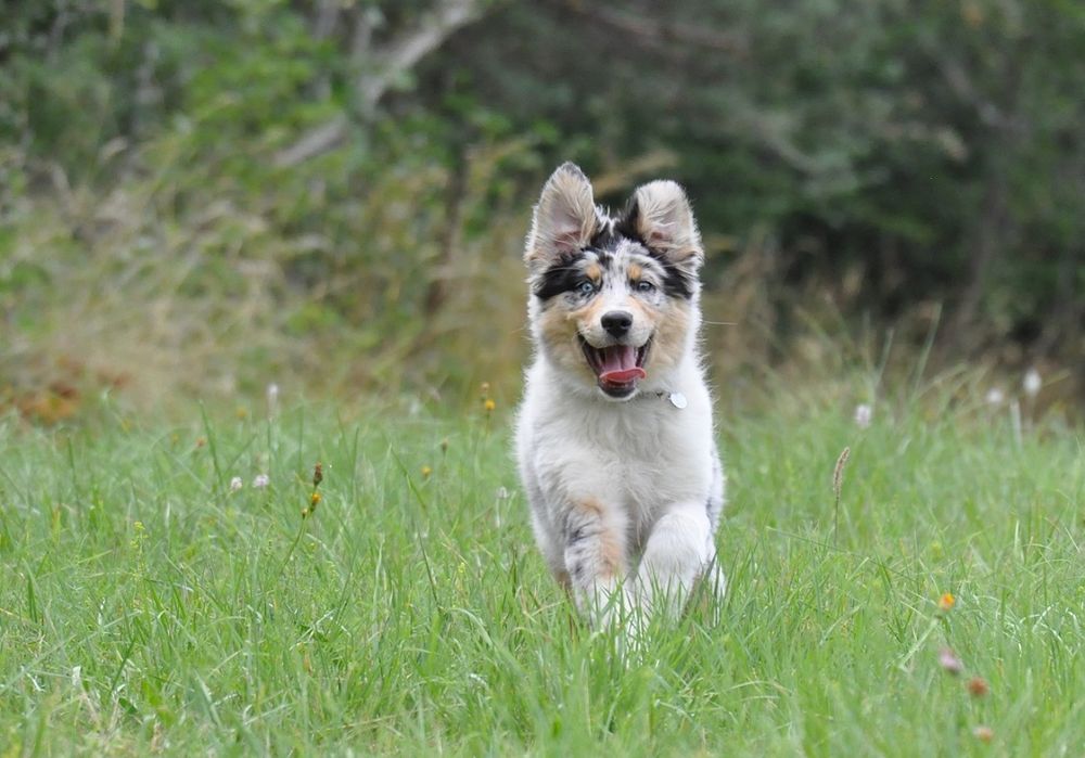 Un jeune berger australien courant dans l'herbe. 