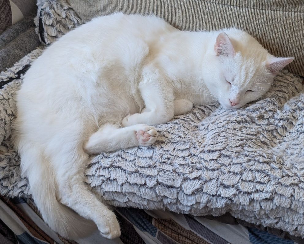A small white cat sprawled on a comfy mat on a couch. She's dozing with her back paw dangling off the edge of the mat. One of the few times I've caught her in an inelegant pose.