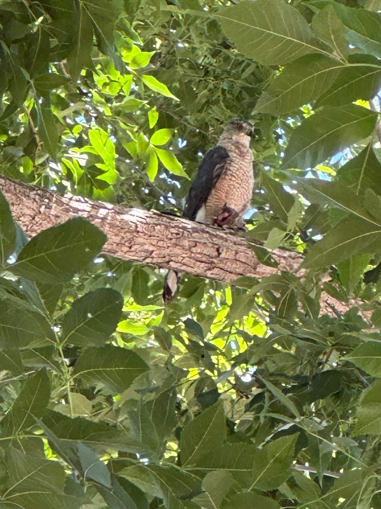 like it’s impossible to make out in this picture but that mf is the size of a chinchilla. bro where did you find that thing but also thanks for killing it, you’re a real one