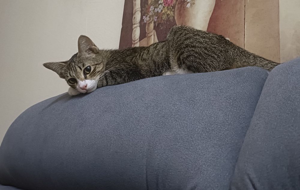 My standard issued cat; Spica staring judgingly 