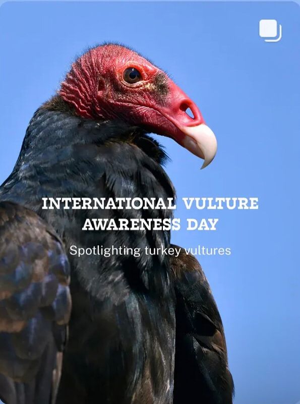 Photo head shot of turkey vulture. Wording “INTERNATIONAL VULTURE AWARENESS DAY 
Spotlighting turkey vultures 