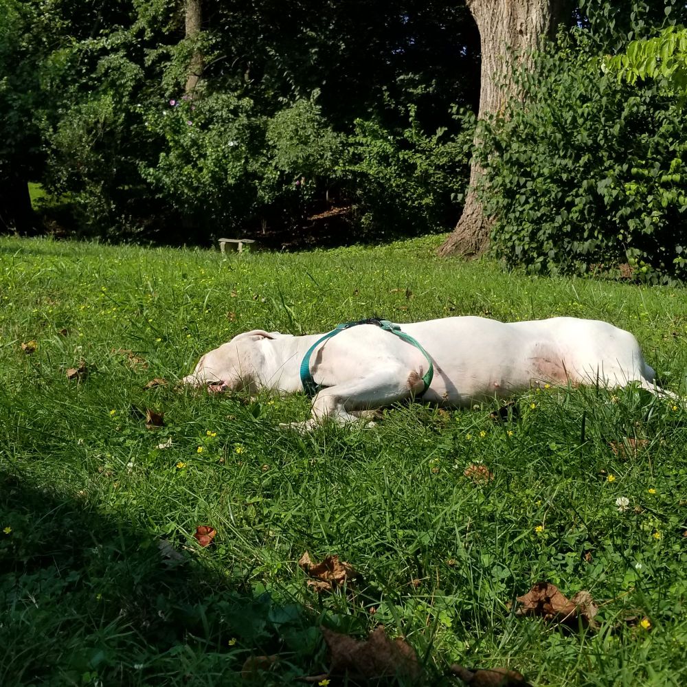 a big white short haired dog lying down in the green grass with bushes and a tree in the background 