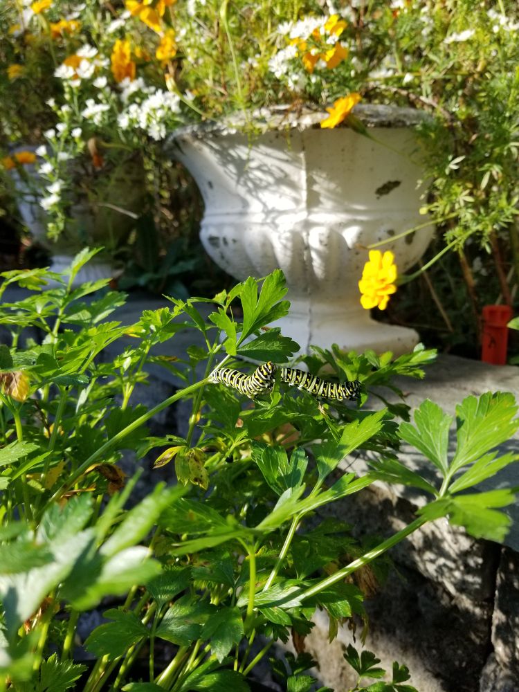 yellow and black caterpillars munching on green parsley that's in a pot on the patio, with a yellow marigold in a white urn leaning towards them