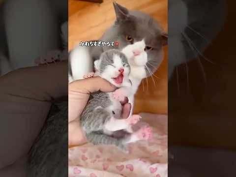 ネコのキュートアグレッション