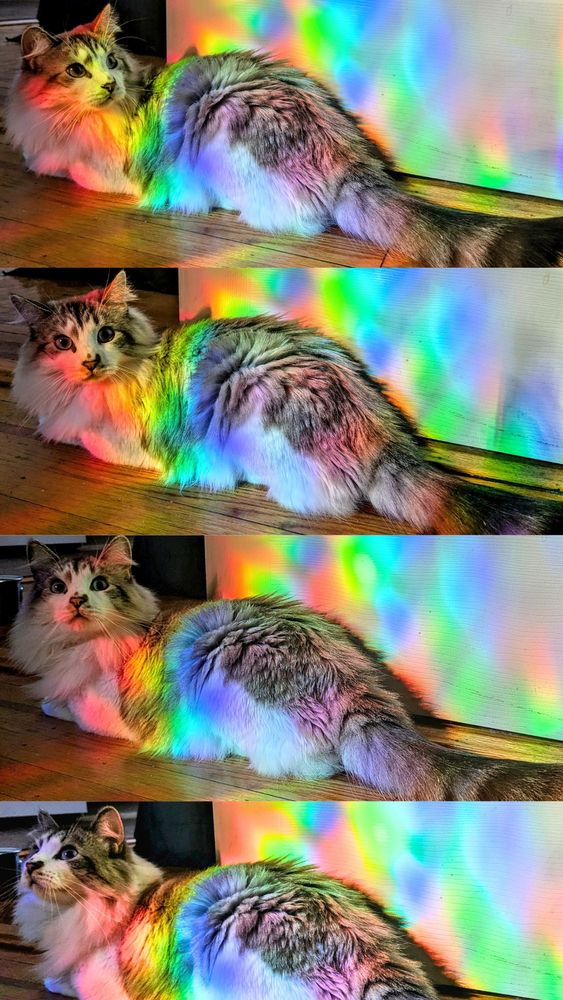 collage of four photos of a ragdoll cat sitting in rainbow-colored afternoon light 