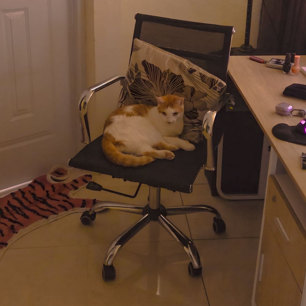 orange cat sitting on parent's office chair looking cute
