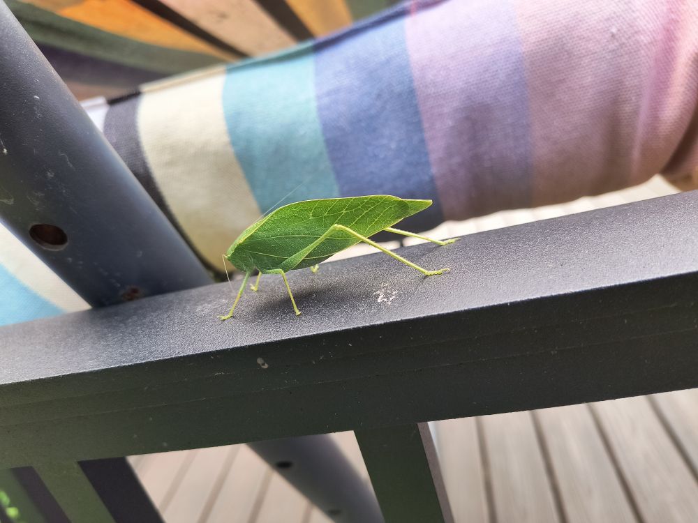 Side photo of a katydid on a black patio rail.
