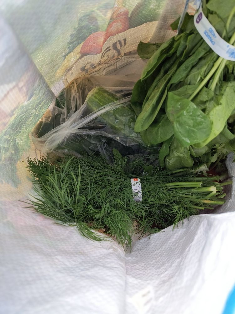 Photo of the inside of a grocery bag. There is a bunch of spinach in the foreground, but more prominently, there is large plastic bag full of fresh pickling cucumbers and a huge bunch of fresh dill weed at the bottom of the bag.