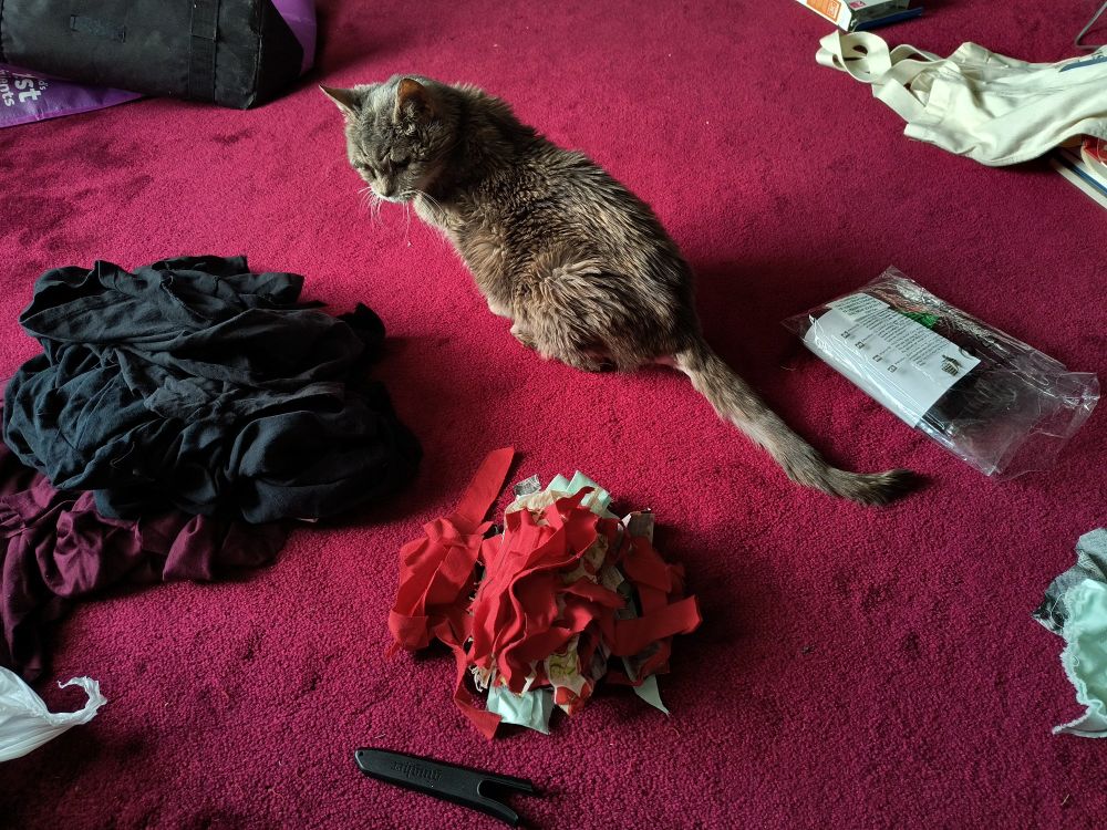 Photo of an elderly dilute tortie cat sitting in the middle of a living room with cranberry-colored carpet. She is looking with disdain over her left shoulder at a massive pile of fabric strips.