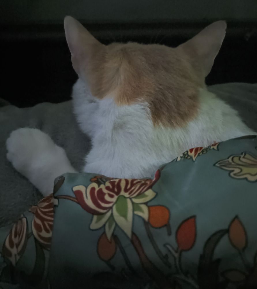 Orange and white cat underneath a floral comforter of green, yellow and orange 