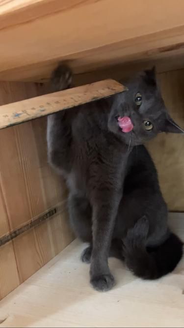 same as previous but this time with a blep instead