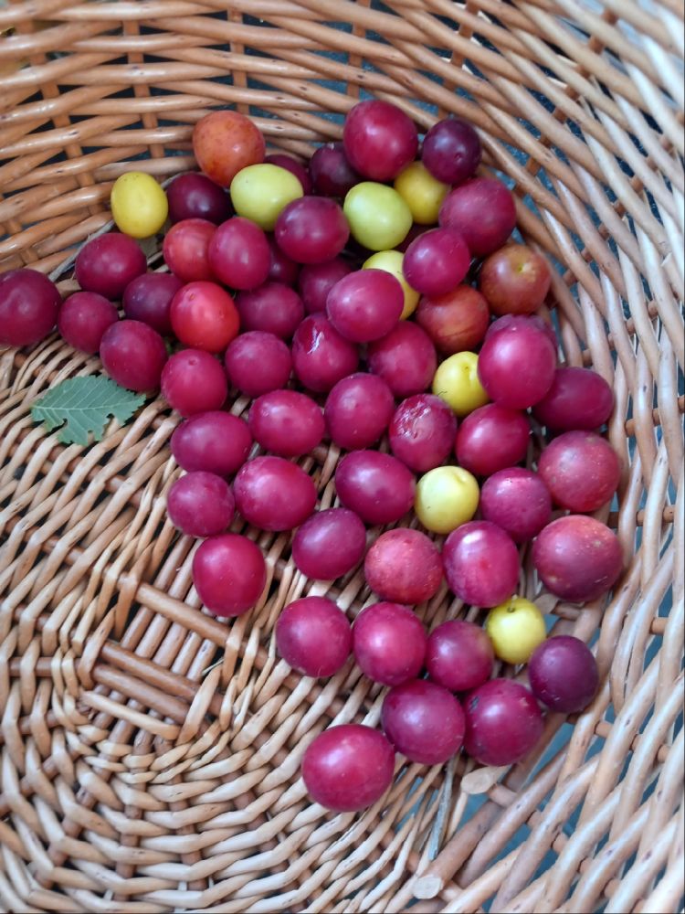 A willow basket holding a smattering of small red and yellow plums