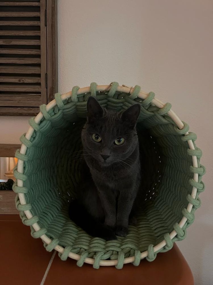 A grey cat with green eyes sitting inside a green willow basket turned on its side. her expression is very intent
