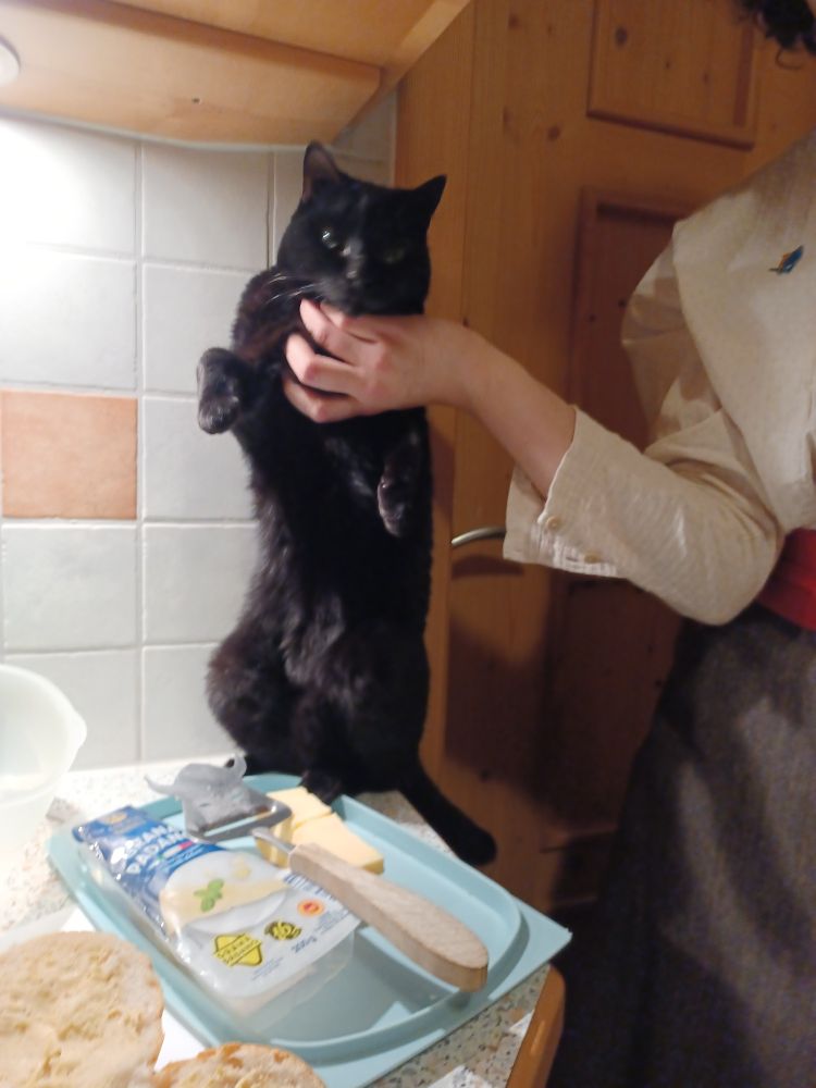 a black cat on a kitchen counter, standing on his hind legs, before him an open tupperware box with cheese in it, he is being pimmed against the wall behind him by a person standing next to the counter, only partially visible, wearing a vaguely Late Victorian-style skirt and blouse