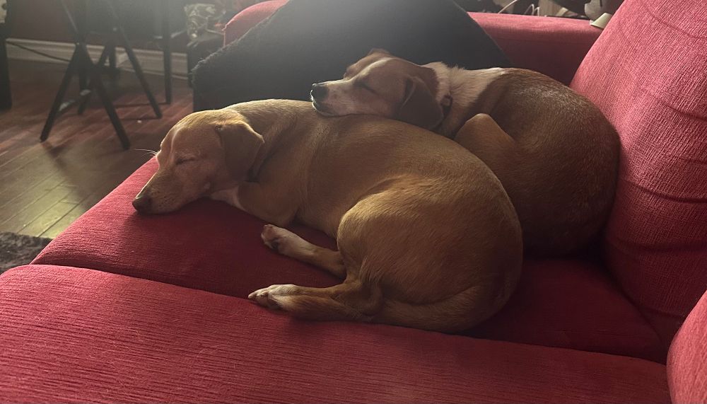 Toby and Luci, two little ginger and white chis laying together on a red couch. The youngest, Luci, is curled up behind Toby with her head resting peacefully on his shoulder. 