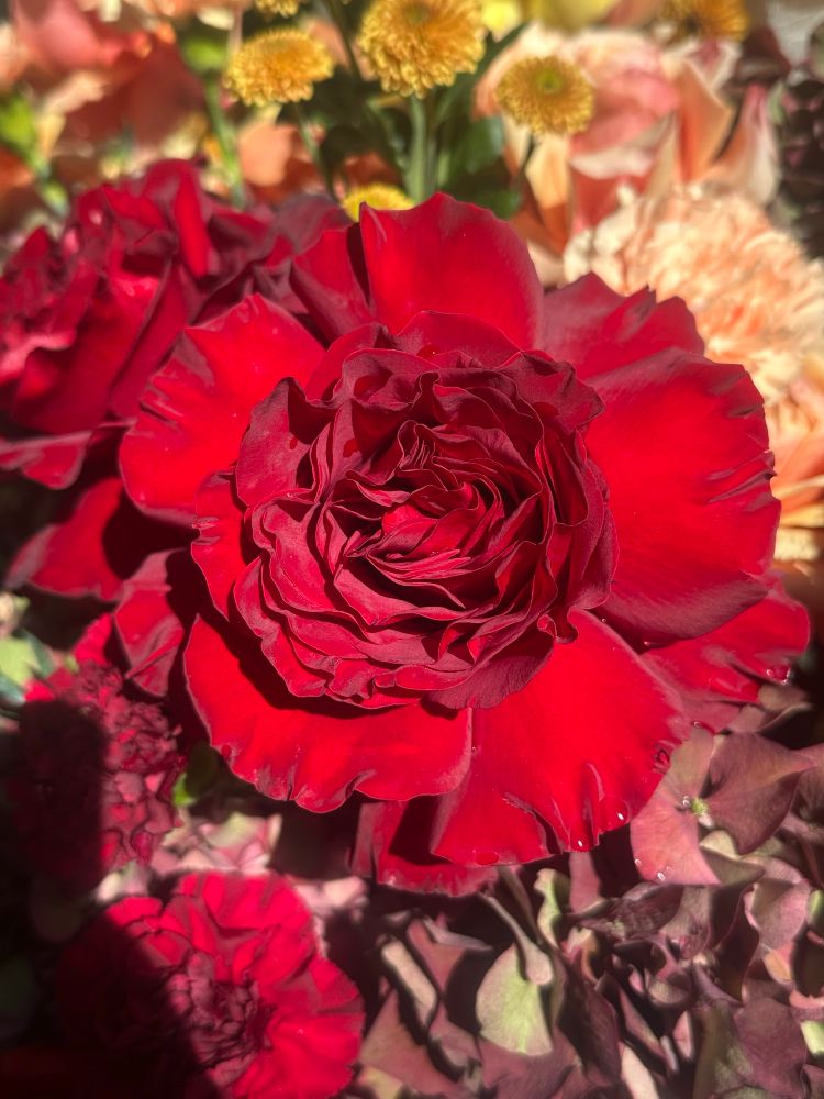 A red rose as big as a pomelo, in full glorious bloom. 