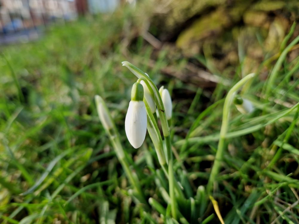 A single snowdrop on a green stem with grass in the background